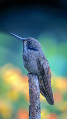 Colibri delphinae
