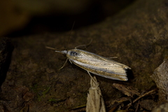Orocrambus apicellus