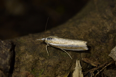 Orocrambus apicellus