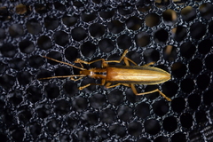 Thelyphassa lineata