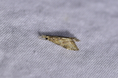 Glaucocharis parorma