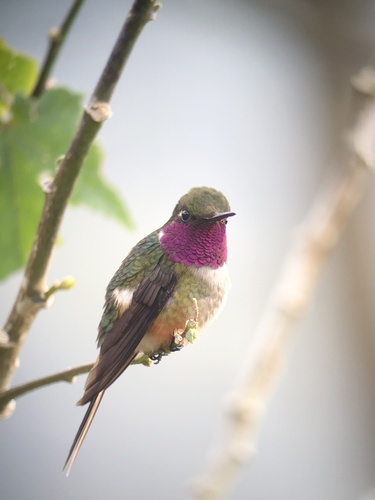 Magenta-throated Woodstar (Philodice bryantae), photo 5