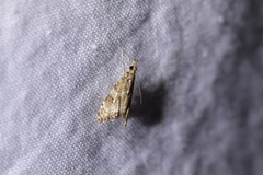 Glaucocharis parorma