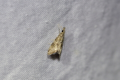 Glaucocharis parorma