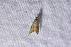 Glaucocharis parorma