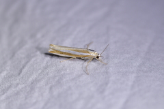 Orocrambus apicellus