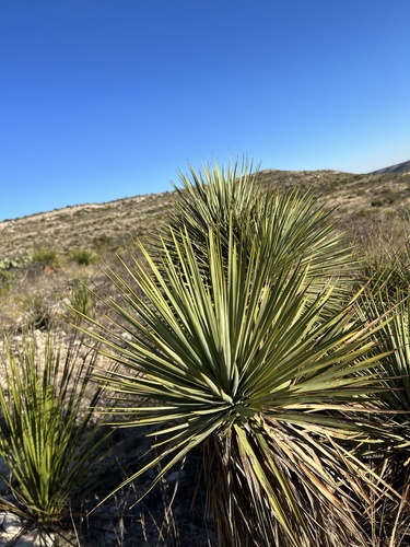 Yucca thompsoniana