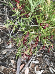 Chenopodium wilsonii
