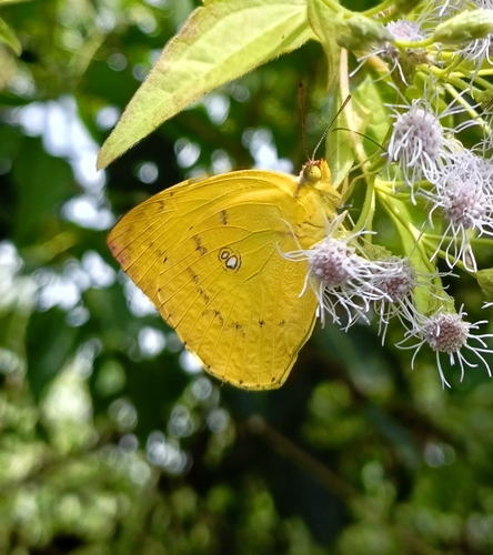 Lemon Migrant