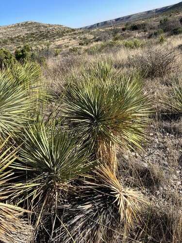 Yucca thompsoniana
