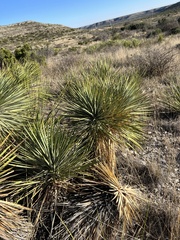 Yucca thompsoniana