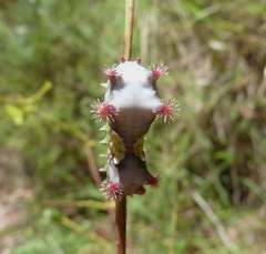 Doratifera vulnerans