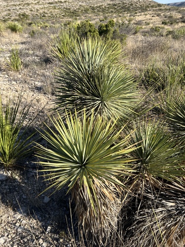 Yucca thompsoniana