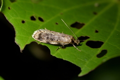 Barea exarcha