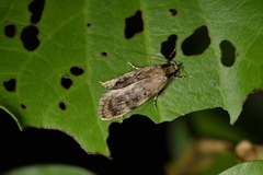 Barea exarcha