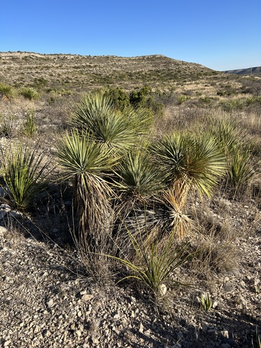 Yucca thompsoniana