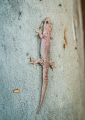 Gehyra australis