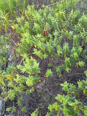 Veronica rakaiensis
