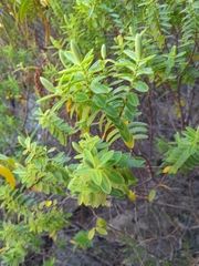 Veronica rakaiensis