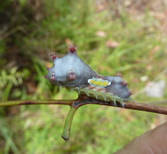 Doratifera vulnerans