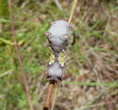 Doratifera vulnerans