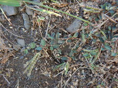 Alysicarpus monilifer