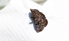 Ebrietas