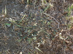 Alysicarpus monilifer