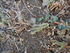 Alysicarpus monilifer