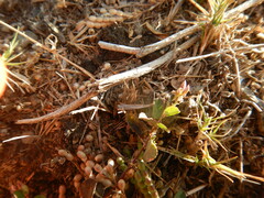 Alysicarpus monilifer