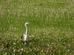 Ardea cinerea jouyi