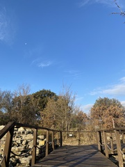 Phoenicurus ochruros