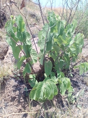 Annona longiflora
