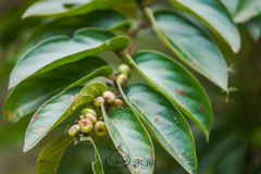 Glochidion zeylanicum