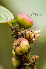 Glochidion zeylanicum