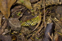 Ichthybotus hudsoni