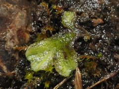 Riccia beyrichiana