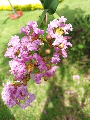 Lagerstroemia
