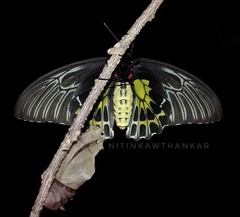 Troides minos
