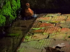 Rallina eurizonoides