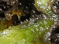 Riccia beyrichiana