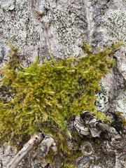 Brachythecium frigidum