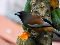 Dendrocitta vagabunda