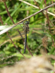 Hemicordulia armstrongi