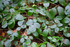 Rubus pedemontanus