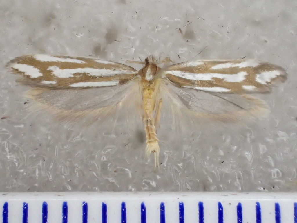 Thudaca orthodroma