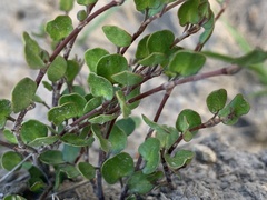 Muehlenbeckia