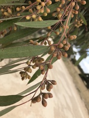 Eucalyptus odorata