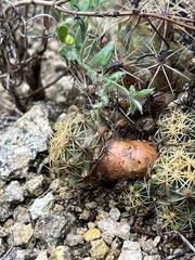 Coryphantha sulcata