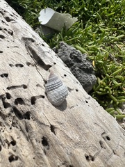Cenchritis muricatus